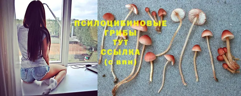 где продают   Тольятти  Псилоцибиновые грибы MAGIC MUSHROOMS 